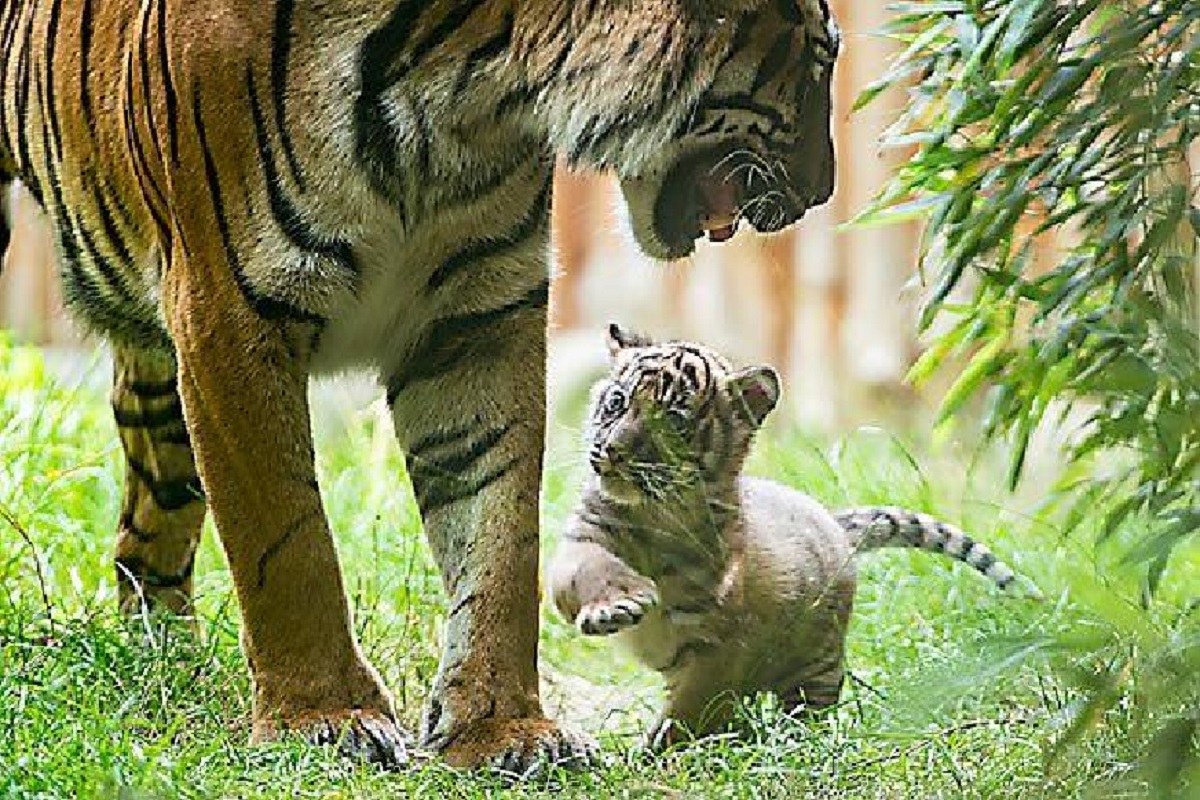 Populasi Harimau Sumatera Meningkat 15% dalam 5 Tahun Terakhir