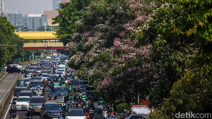Tabebuya Bermekaran di Jakarta, Warga Nikmati Suasana Mirip Jepang