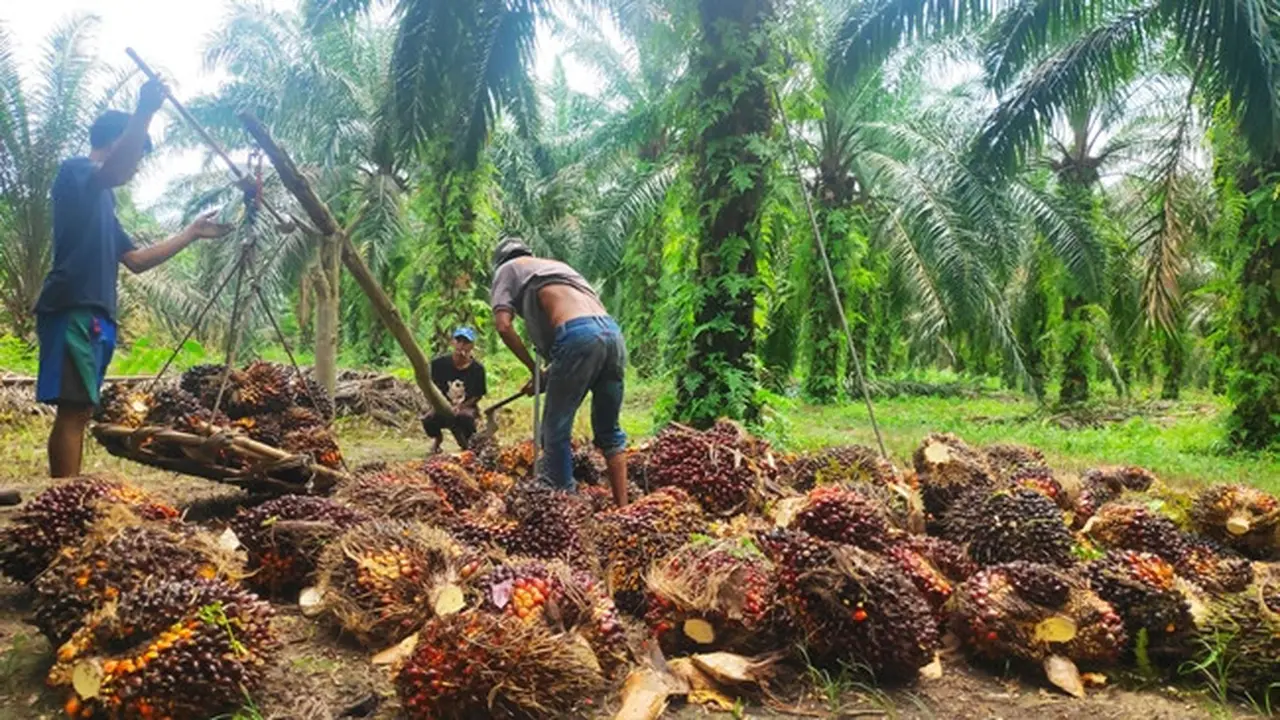 Modal Bangun Pabrik Mini Sawit Kapasitas 10 Ton TBS per Jam Bisa Tembus Puluhan Miliar Rupiah